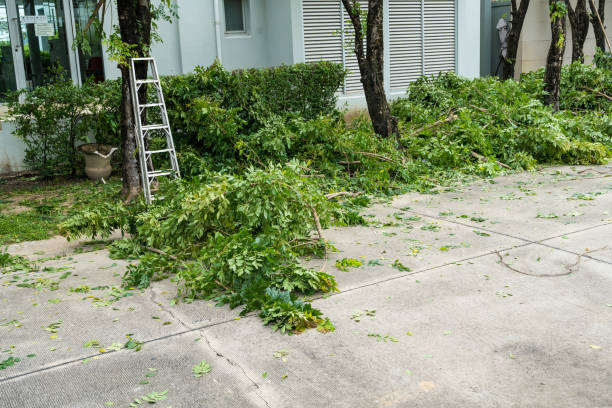 Tree Removal